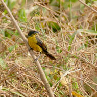 Image of Unicolored Blackbird