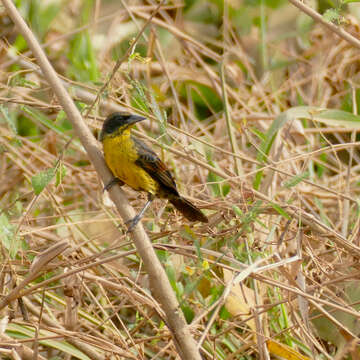 Image of Unicolored Blackbird