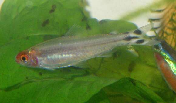 Image of Rummy-nose tetra