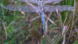 Image of Skimmers (Dragonflies)