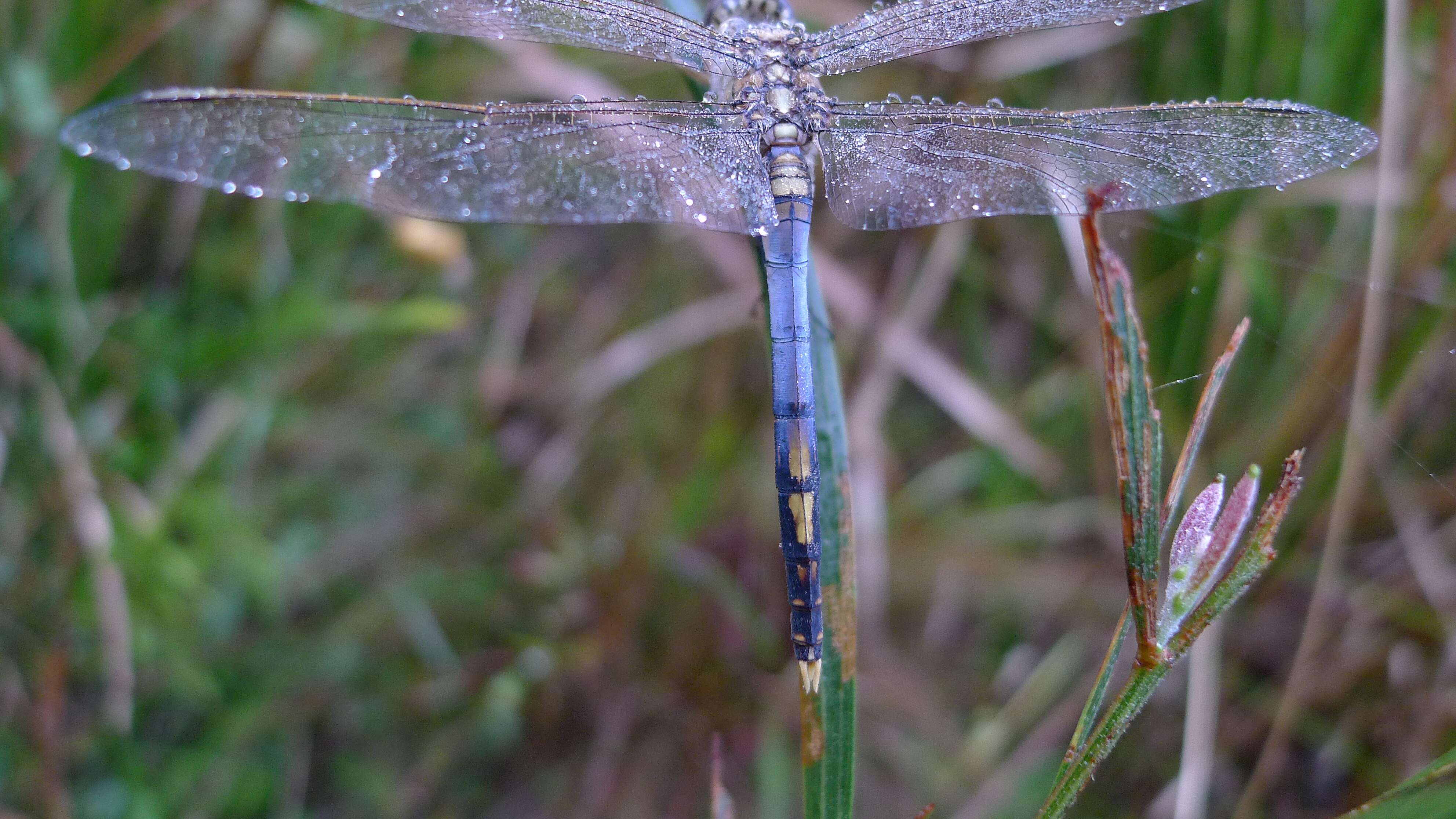 Image of Skimmers (Dragonflies)