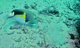 Image of Anchor trunkfish