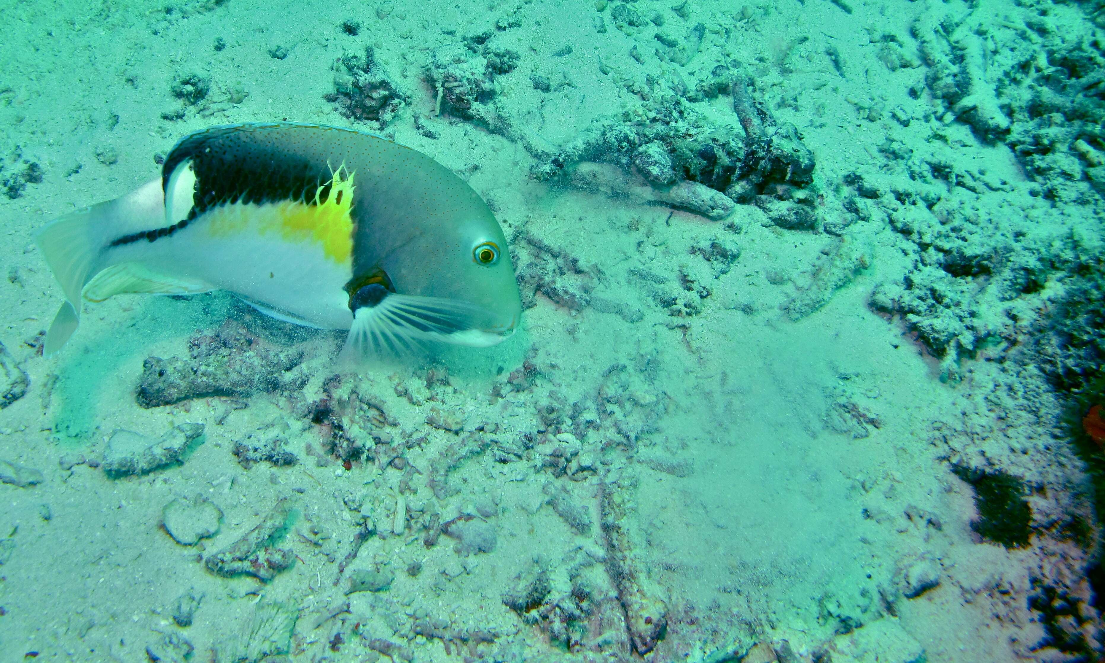 Image of Anchor trunkfish