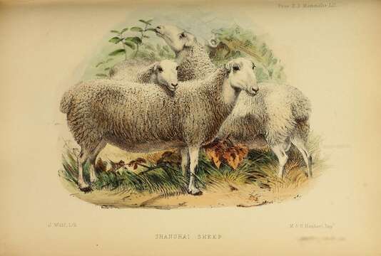 Image of Domestic Sheep