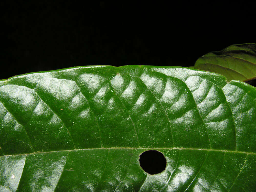 Image of Guatteria pudica N. Zamora & Maas