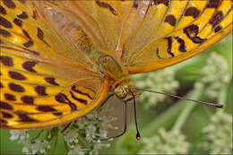 Imagem de Argynnis paphia Linnaeus 1758