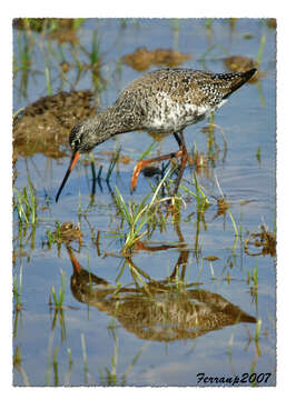 Image of Tringa Linnaeus 1758