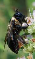 Plancia ëd Xylocopa virginica (Linnaeus 1771)