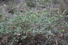 Plancia ëd Grevillea steiglitziana N. A. Wakefield