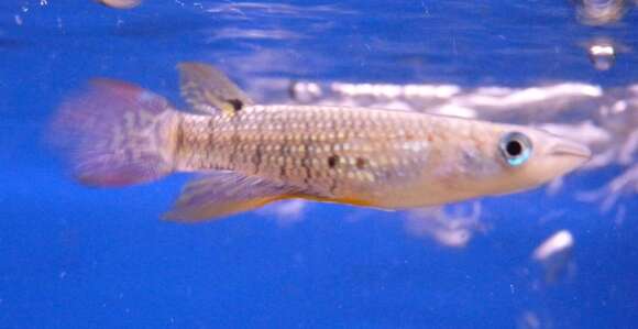 Image of Golden Wonder Killifish