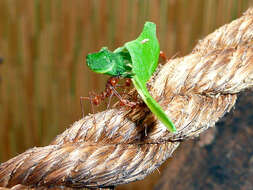 Image of Leaf-cutter ant