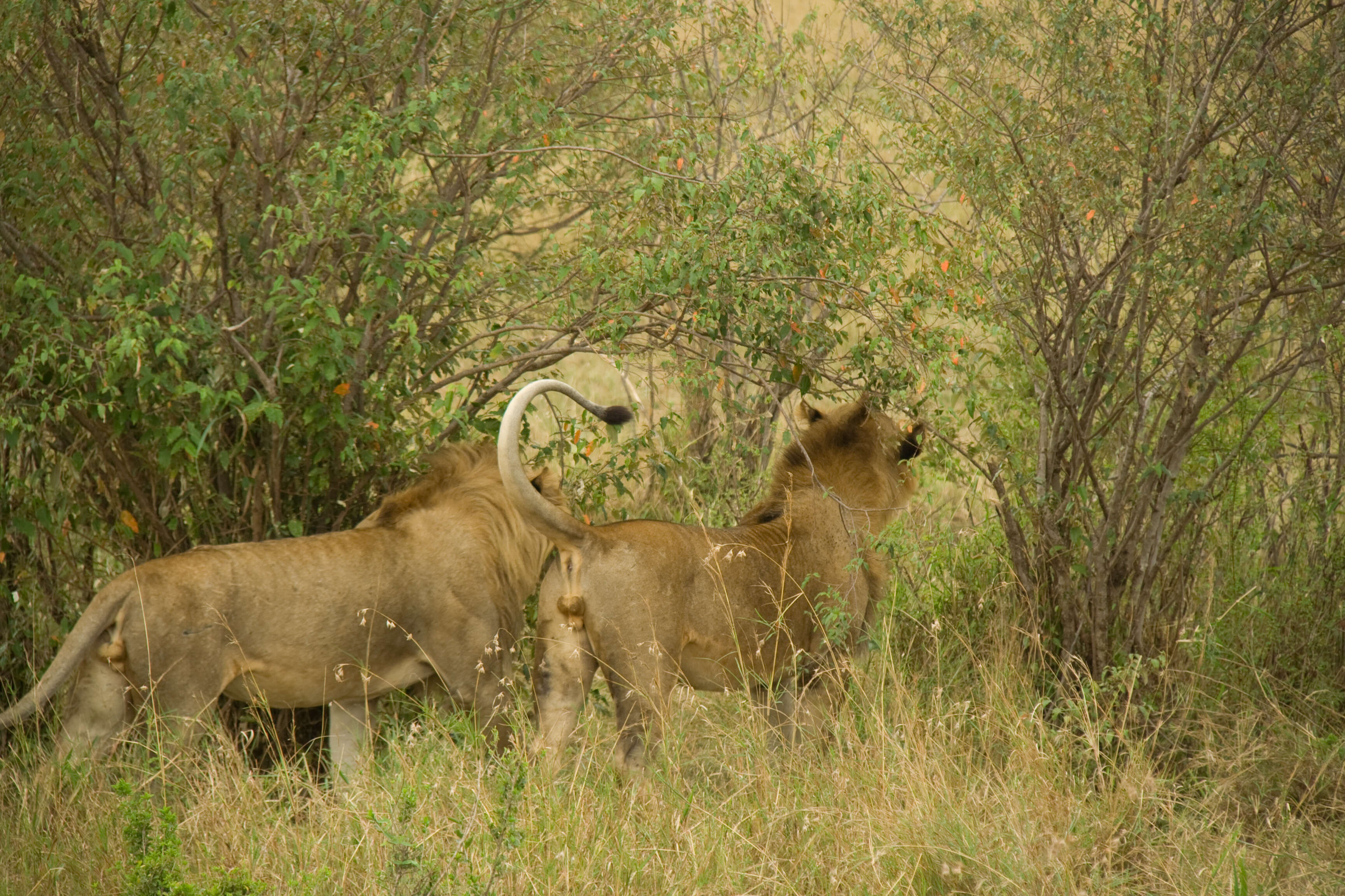 Image of Masai lion