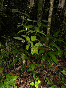 صورة Palicourea acuminata (Benth.) Borhidi