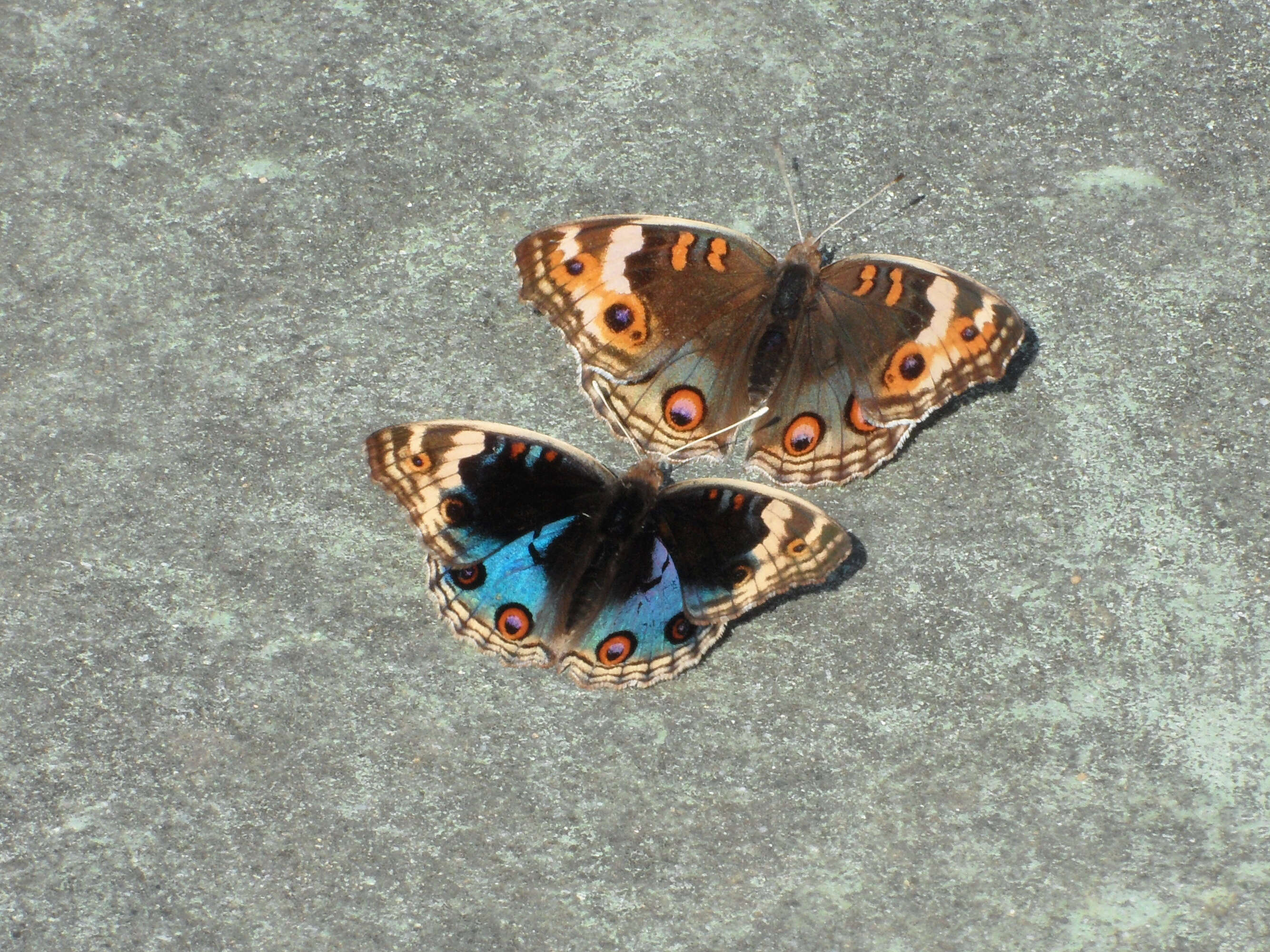 Plancia ëd Junonia orithya Linnaeus 1764