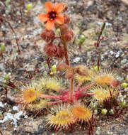 Image of Drosera glanduligera Lehm.