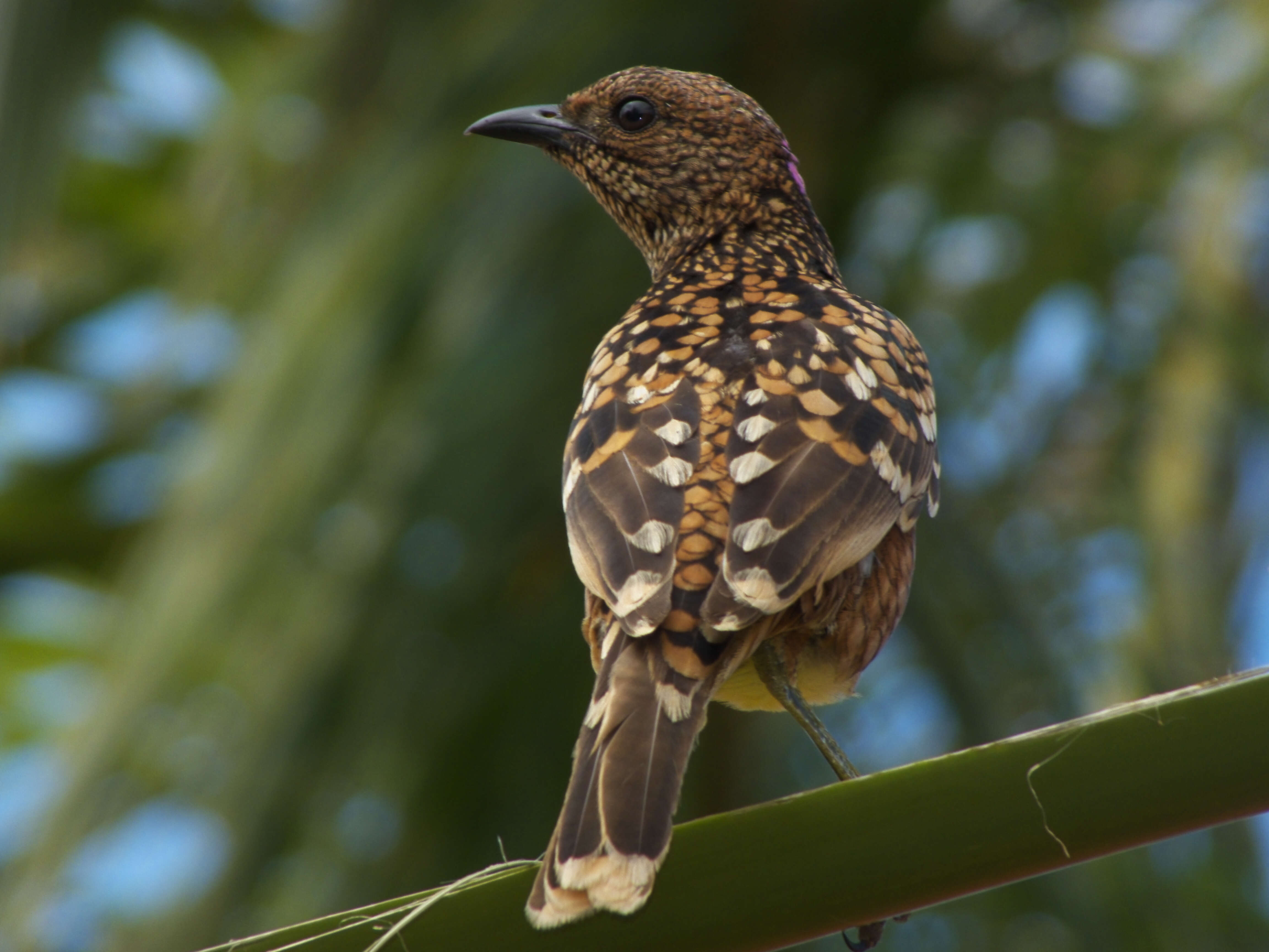 Image of Chlamydera Gould 1837