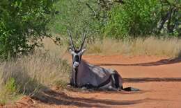 Image of Oryxes