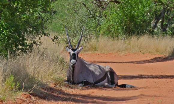 Image of Gemsbok