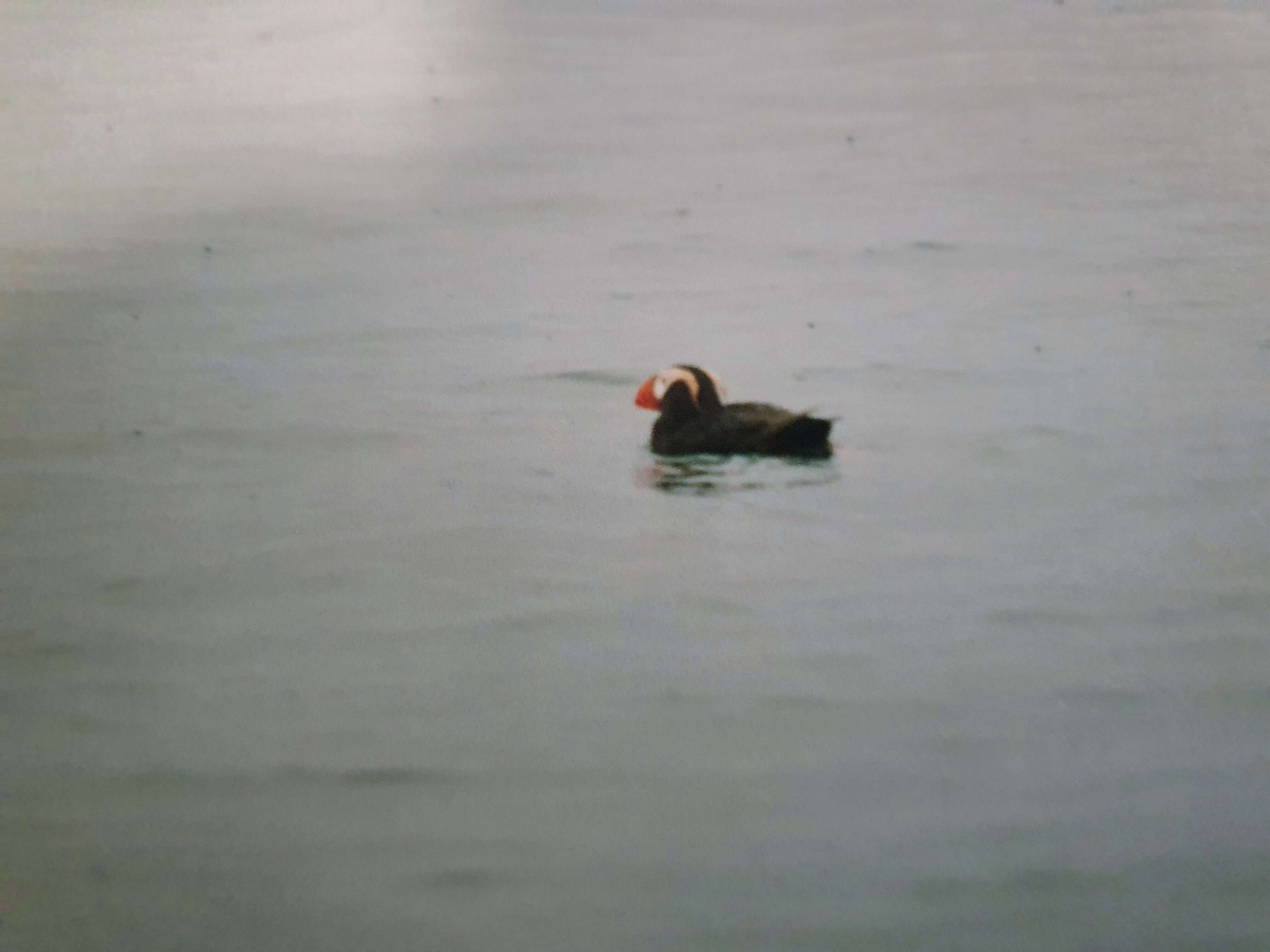 Image of Tufted Puffin