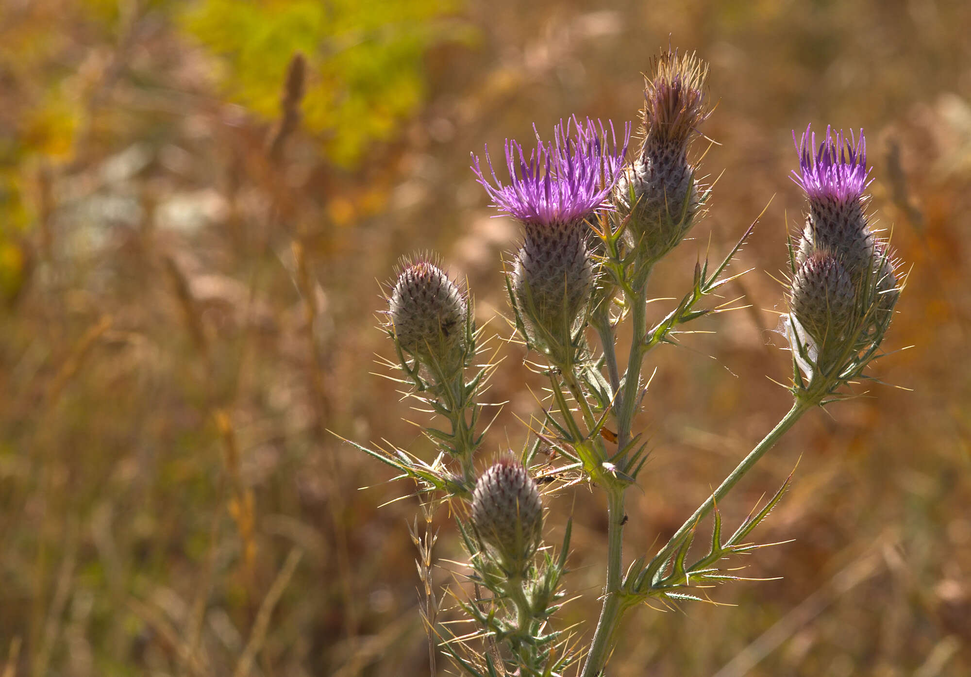 Image of Cirsium tenoreanum Petr.