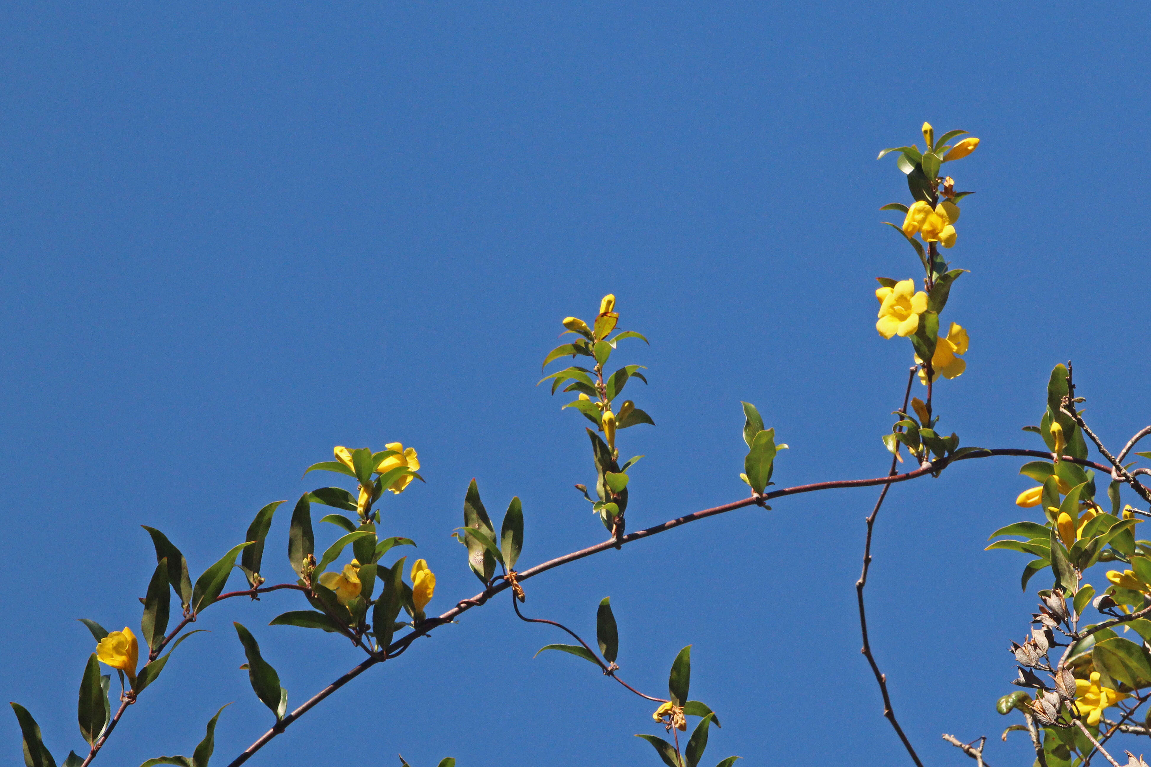 Image of Gelsemiaceae