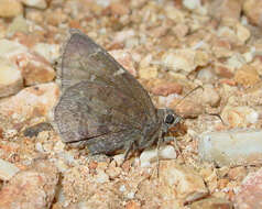 Image of Northern Cloudywing