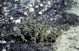 Image of Solanum plicatile (S. Moore) D. E. Symon