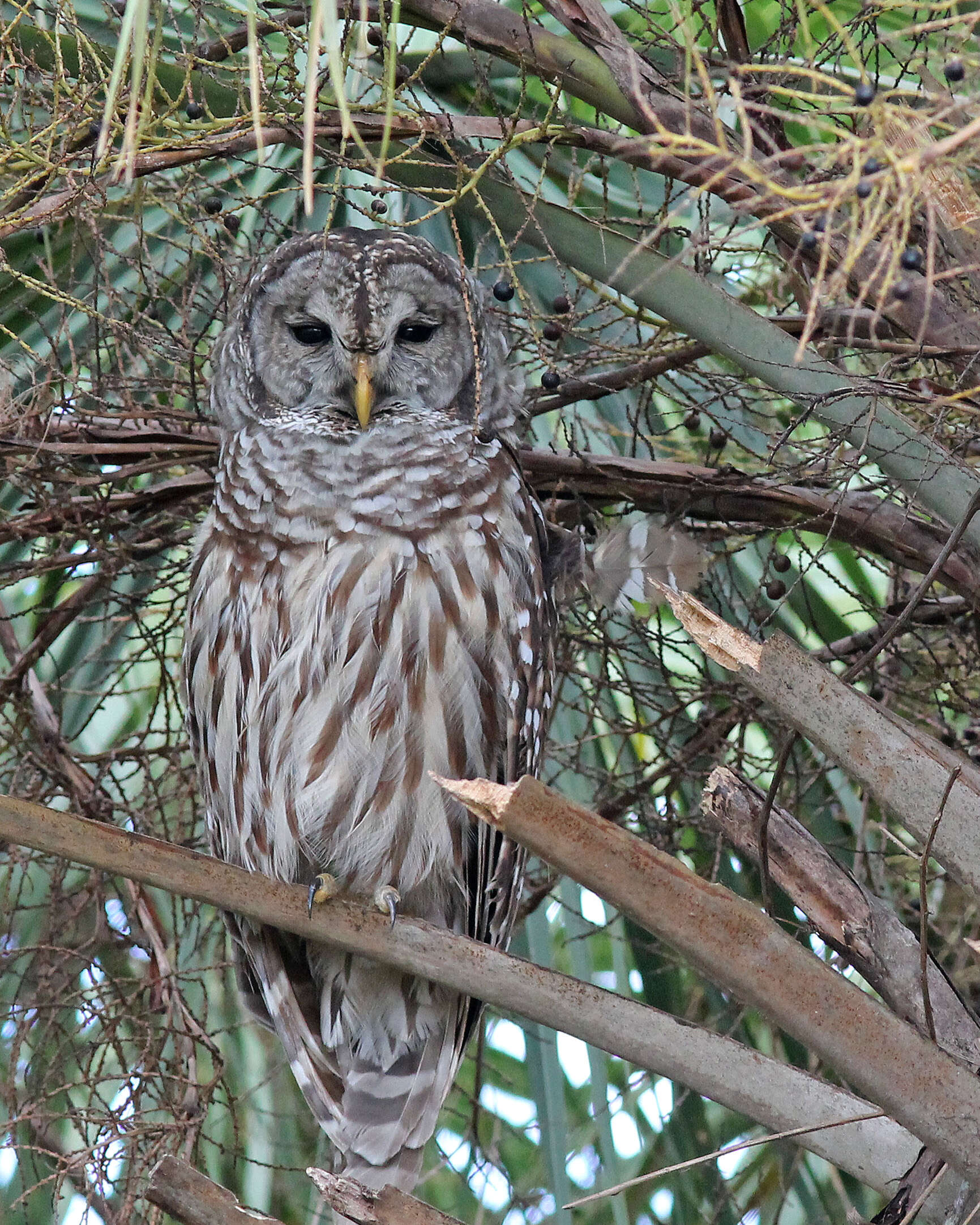 Image of Strix Linnaeus 1758