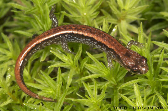 Image de Desmognathus aeneus Brown & Bishop 1947