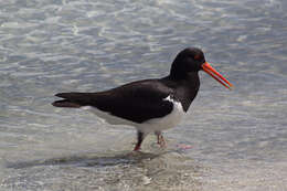 Image of Australian Pied Oystercatcher