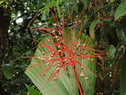 Reinhardtia latisecta (H. Wendl.) Burret的圖片