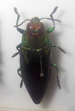 Image de Chrysochroa purpureiventris Deyrolle 1864