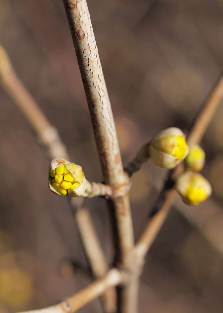 Image of Cornelian cherry dogwood