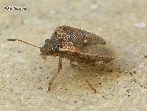 Image of White-spotted Stink Bug