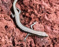 Image of Mottled Snake-eyed Skink