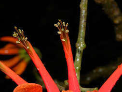 Plancia ëd Erythrina poeppigiana (Walp.) O. F. Cook