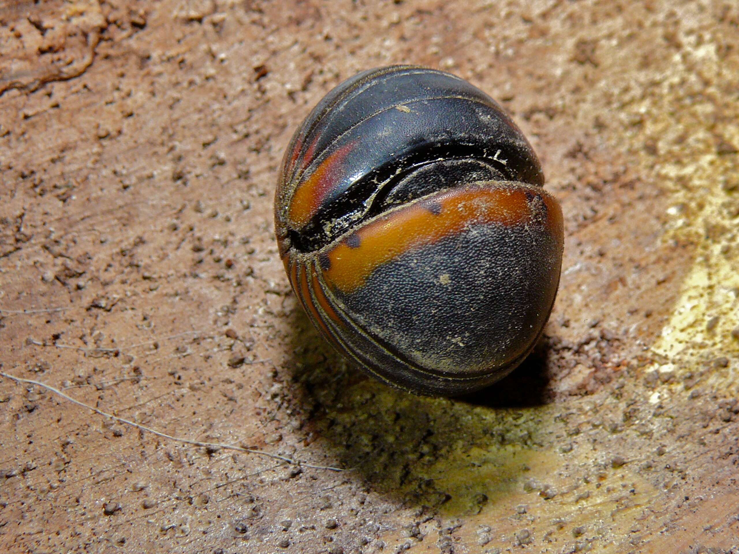 Image of Giant pill millipedes