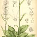 Image of Chionographis japonica (Willd.) Maxim.