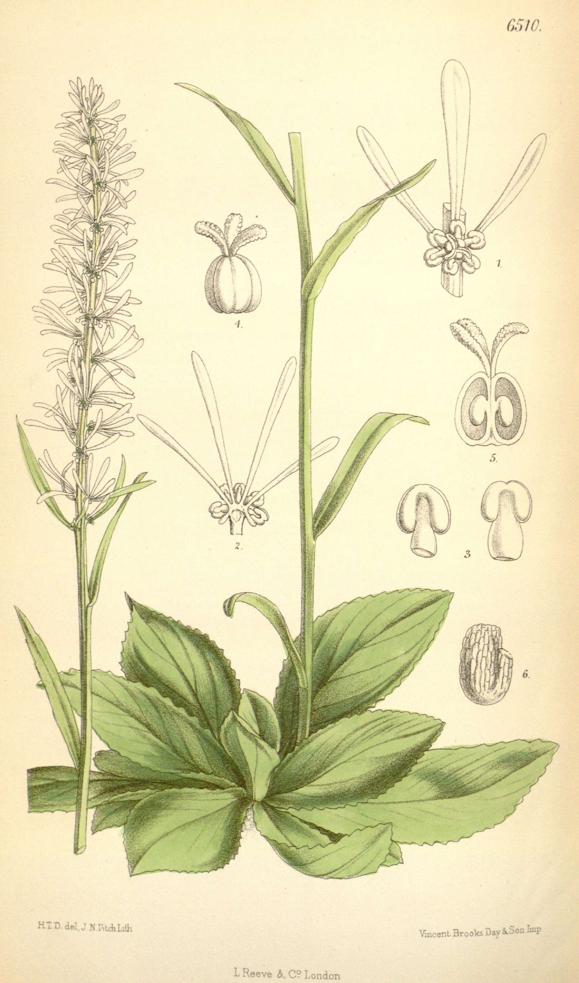 Image of Chionographis