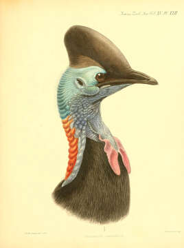 Image of Casuarius Brisson 1760