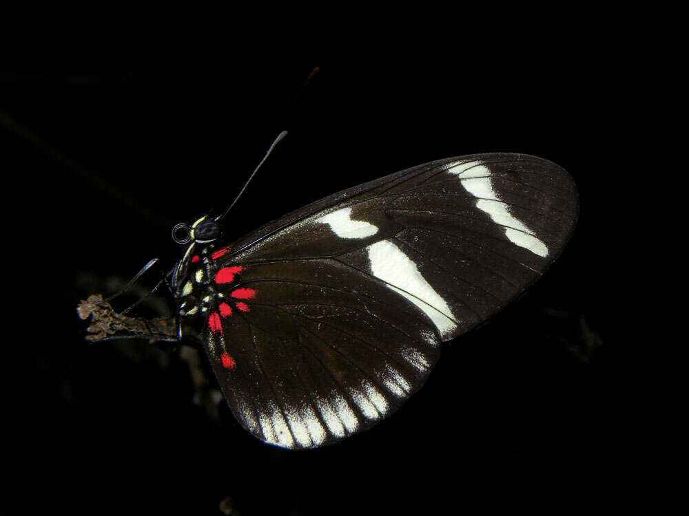 Image of Heliconius sara theudela Hewitson 1874