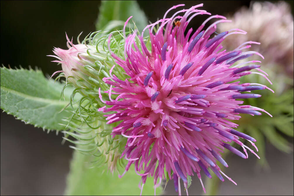 Image of plumeless thistle