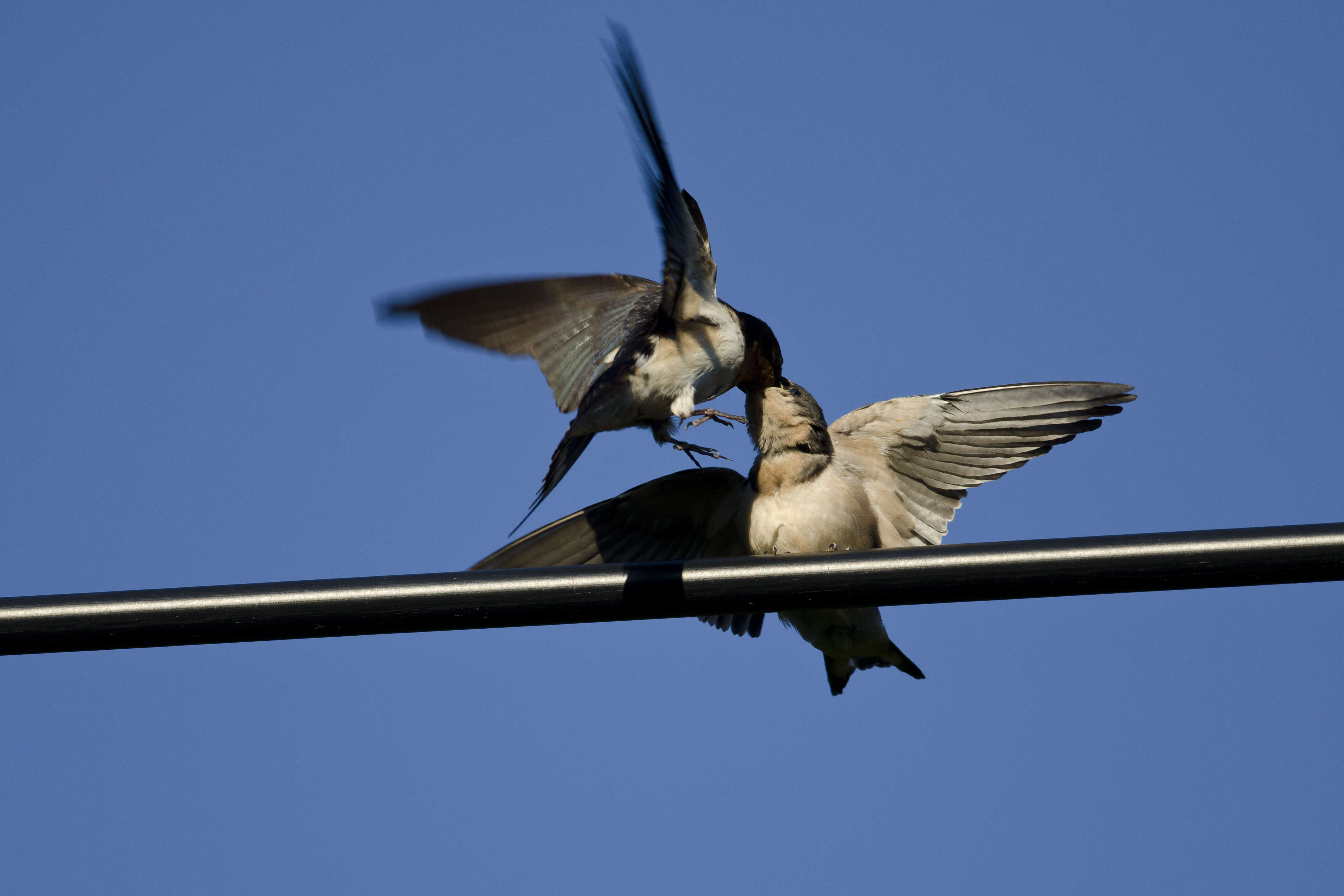 Image of Hirundo Linnaeus 1758