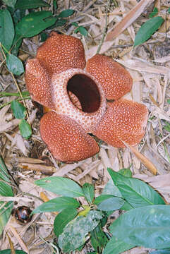 Image of Rafflesia