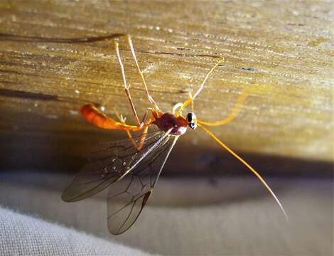 Image of Ophion scutellaris Thomson 1888