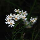 Image of swamp daisy-bush