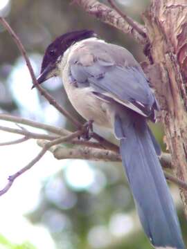 Image of Cyanopica Bonaparte 1850