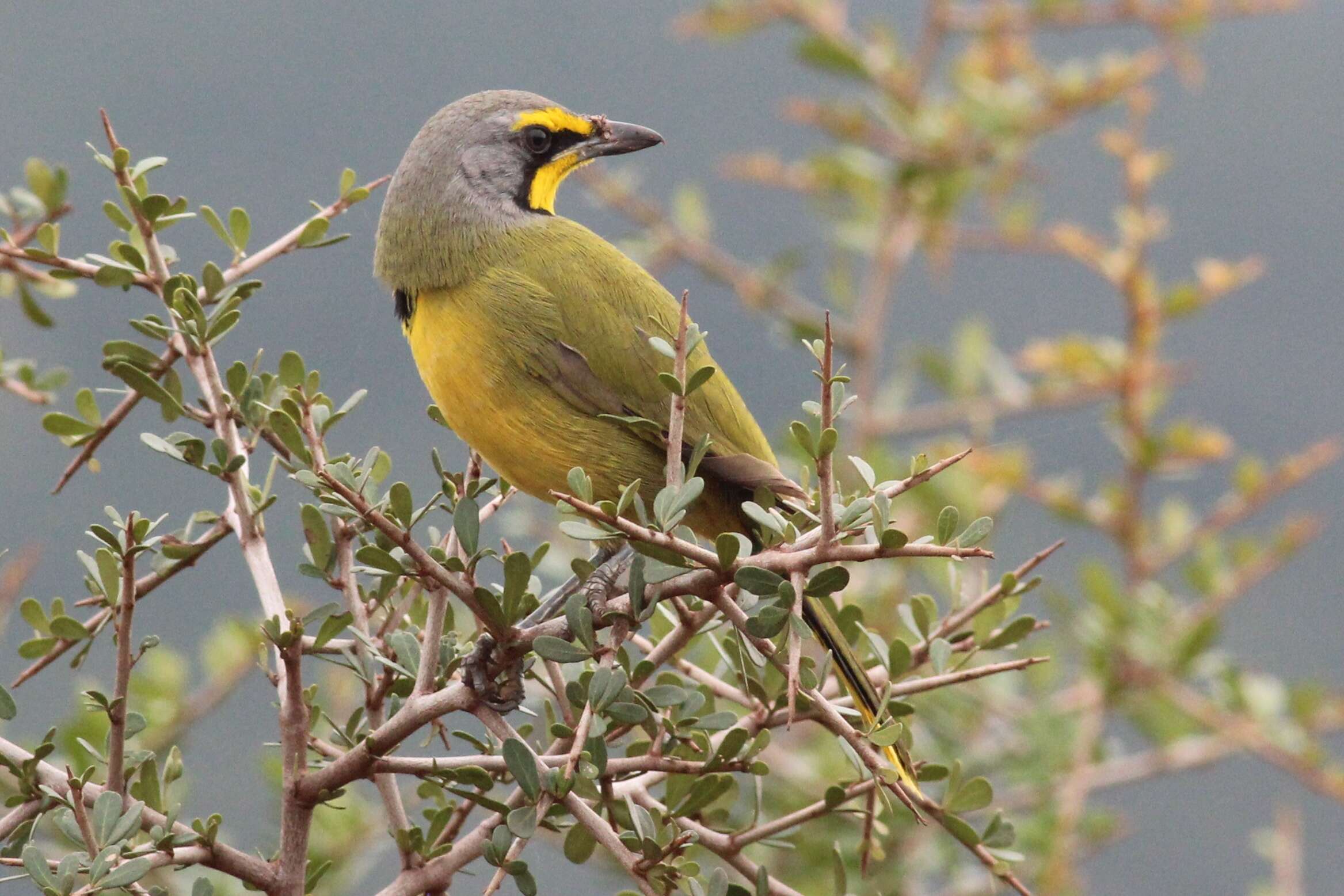 Image of Telophorus Swainson 1832