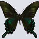 Imagem de Papilio maackii Ménétriés 1859