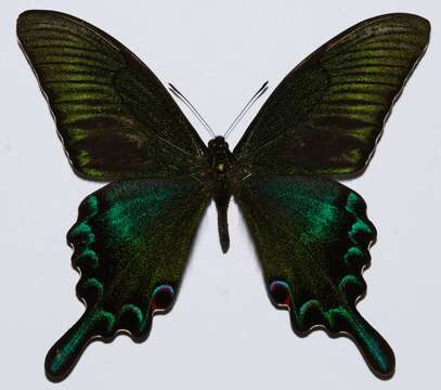 Image of Alpine Black Swallowtail